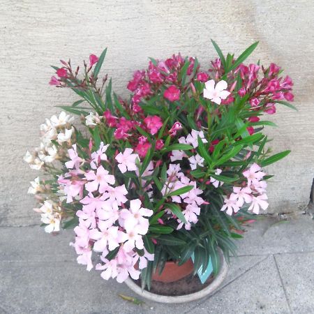 Aux Vieux Fours Bed & Breakfast Noaillac Екстериор снимка